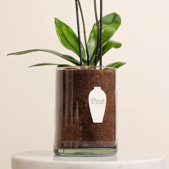 Light Purple Orchid Plant Pot