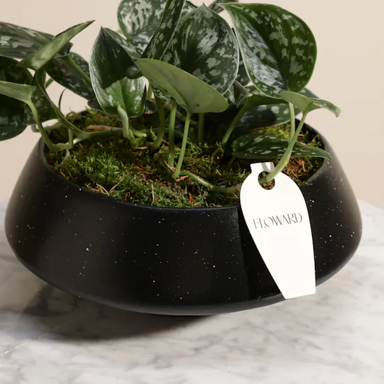Stunning Scindapsus Plant