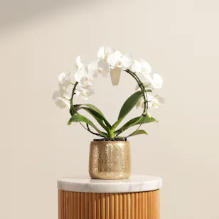 Fancy White Phalaenopsis Plant