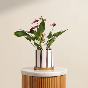 Spark Purple Anthurium Plant 