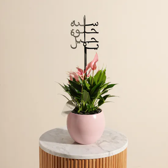 Pink Birthday Anthurium Plant