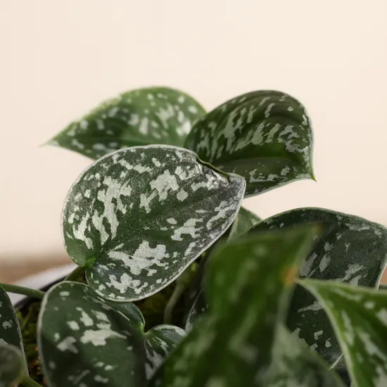 Stunning Scindapsus Plant