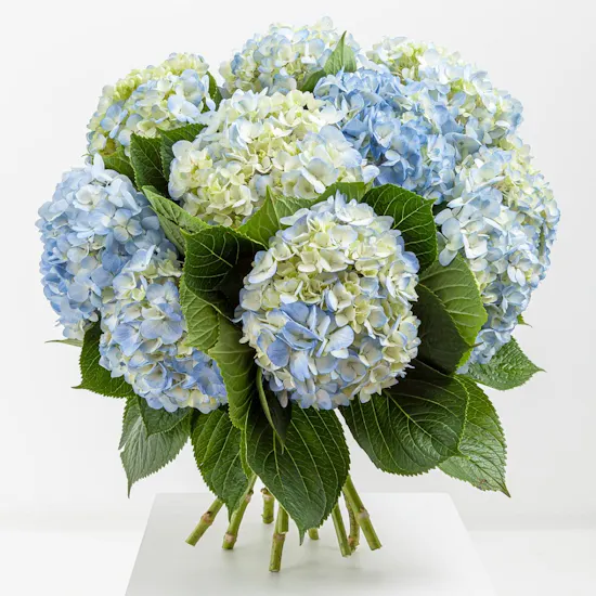 Dreaming in Blue