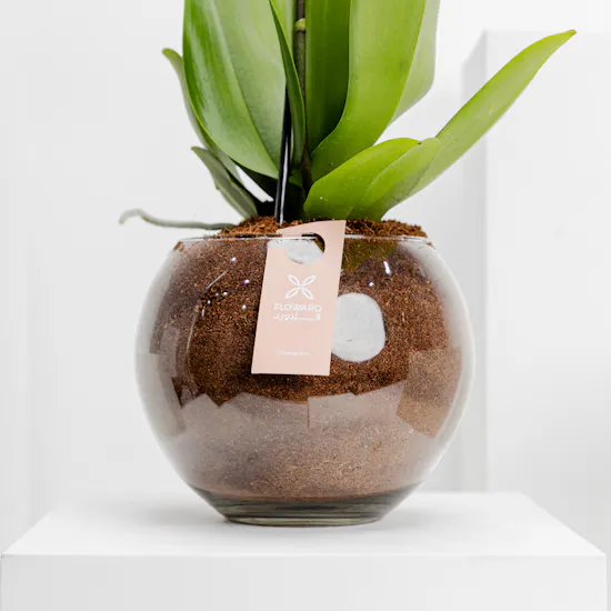 Happy Birthday Purple Orchid Plant