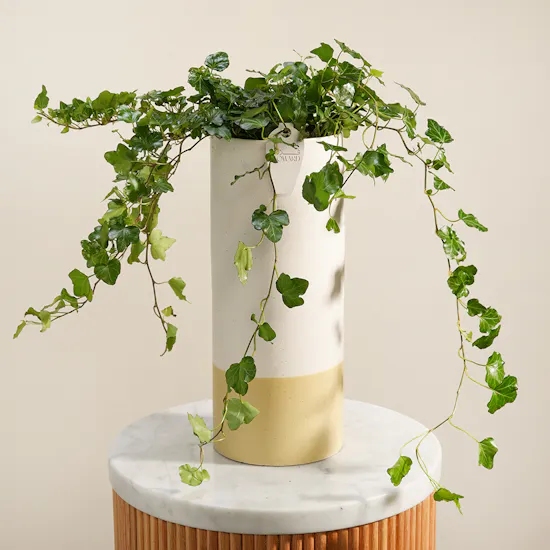 Emerald Hedera Plant Vase