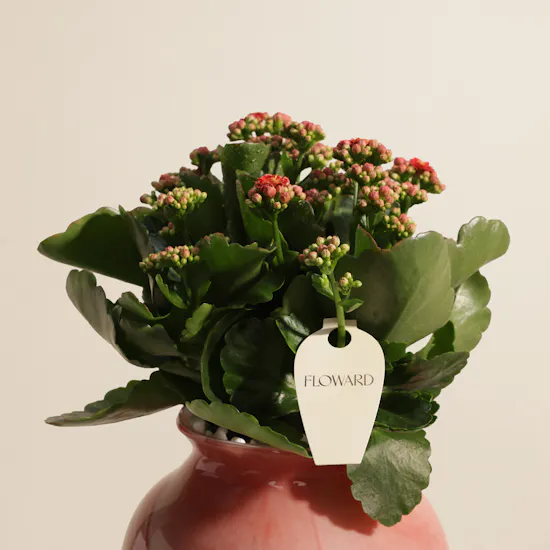 Fantastic Red Kalanchoe Plant