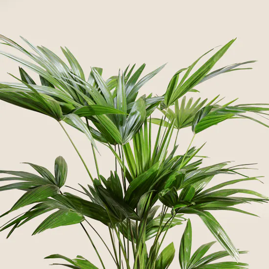 Charming Palms Livistona Chinensis Plant