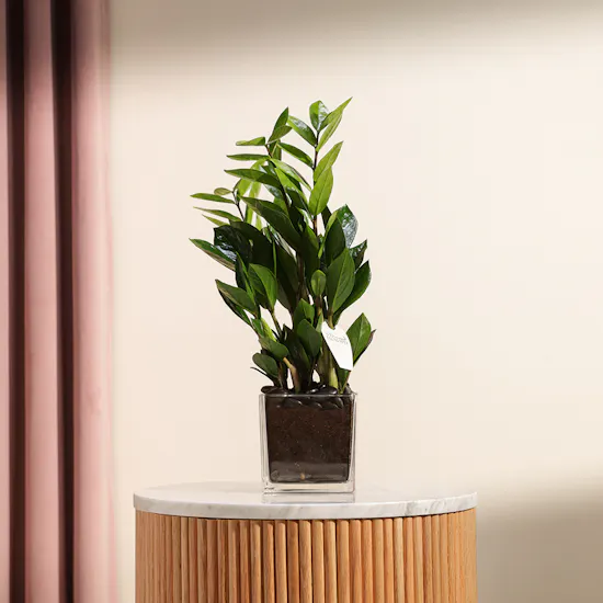 Zamia Plant | Square Glass Pot