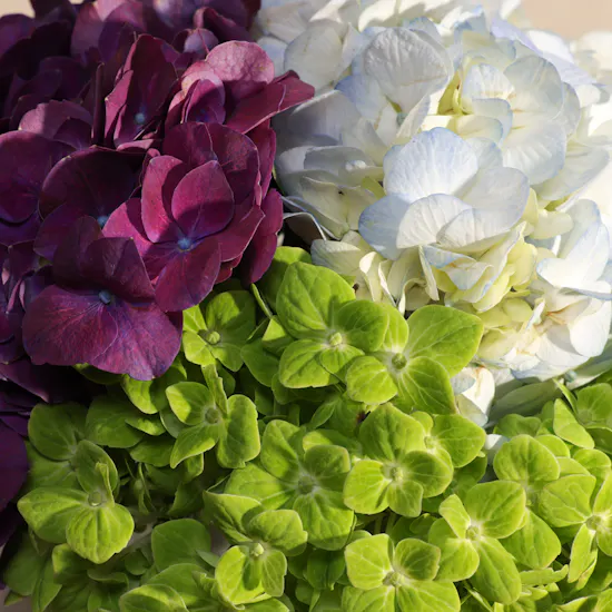 Delicate Hydrangea Vase