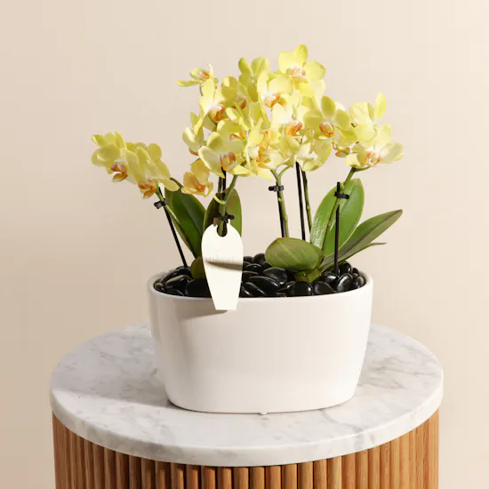 Double Small Yellow Phalaenopsis Plants