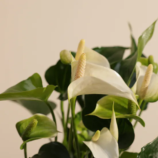 Elegant White Anthurium Plant