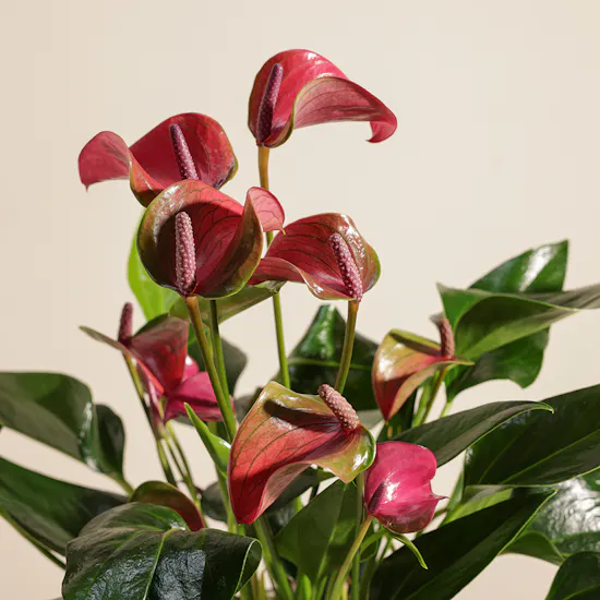 The Purple Anthurium
