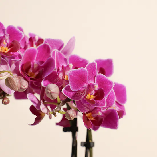 Purple Little Orchid Plant