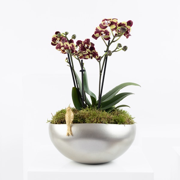 Orchid Ethiopia Floward Qatar