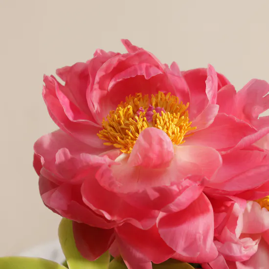 Peony Coral Charm Paradise
