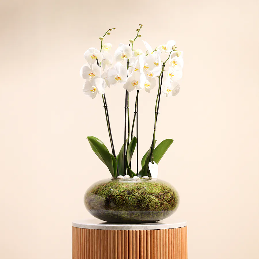 White Orchid Plant | Glass Pot 1