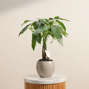 Elegant Pachira Plant 