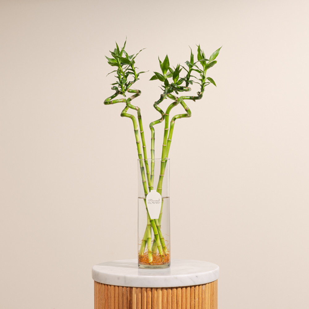 مزهرية البامبو الأنيقة