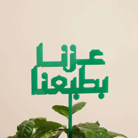 نبات قهوة أرابيكا راسخة بالعز