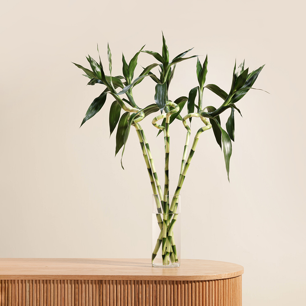 مزهرية نبات البامبو