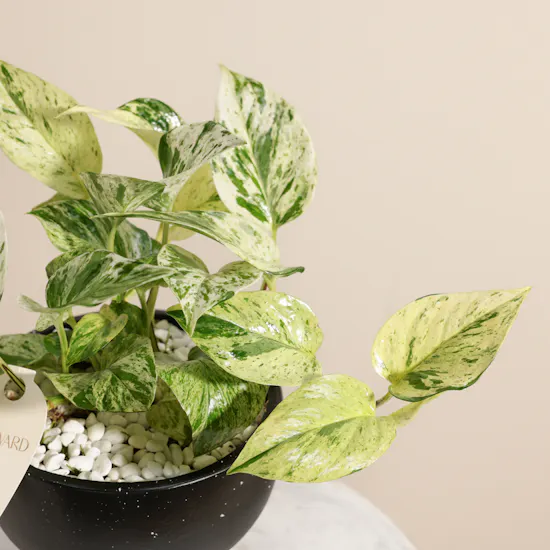 Cheerful Epipremnum Snow Plant