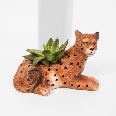 Indoor Plant | Cheetah Pot