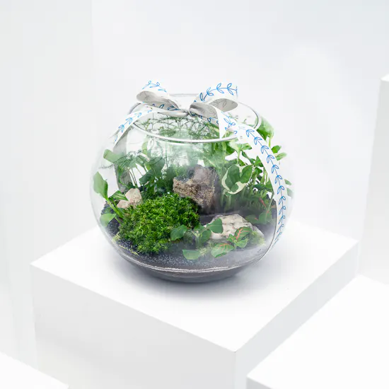 Little Lively Garden | Closed Terrarium
