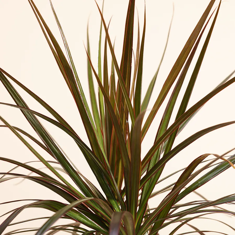 Dracaena Marginata 5