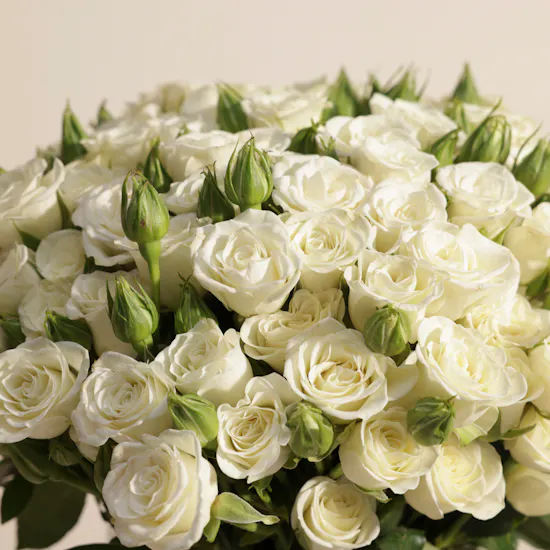 White Baby Roses Vase | 50 Flowers