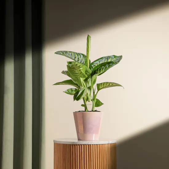 Blush Elegance Dieffenbachia Plant