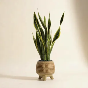 Elegant Green Sanseveria Laurent Plant