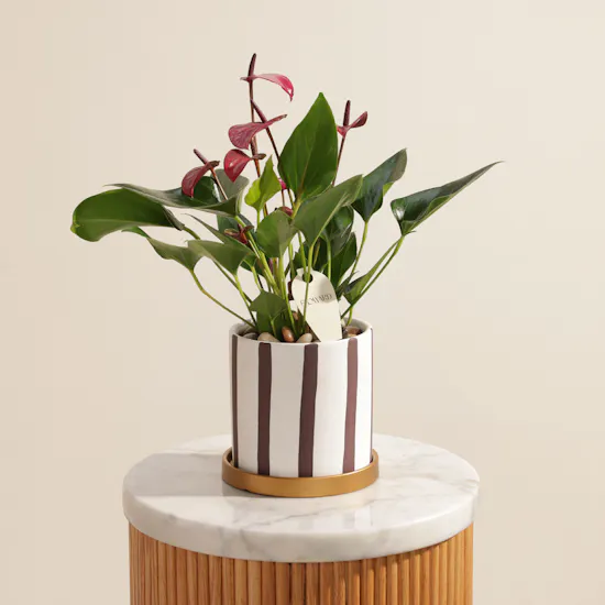Spark Purple Anthurium Plant