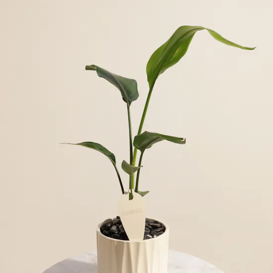 Serene Strelitzia Reginae Plant