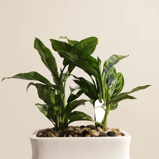 Unique Aglaonema Maria Duo Plants