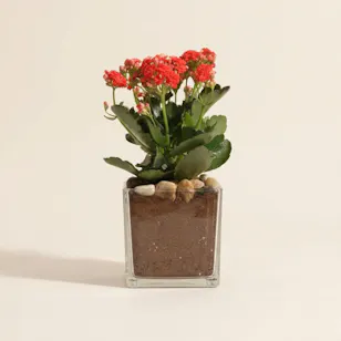 Small Red Kalanchoe Plant