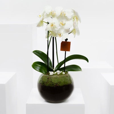 White Orchid Plant 