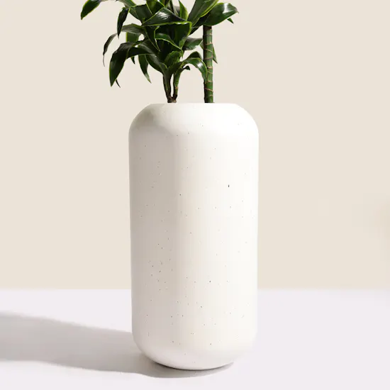 Genlte Dracaena Dorado Plant
