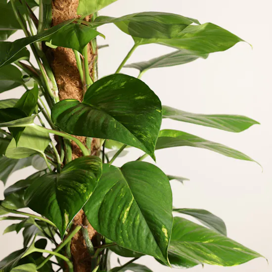 Astounding Big Epipremnum Plant