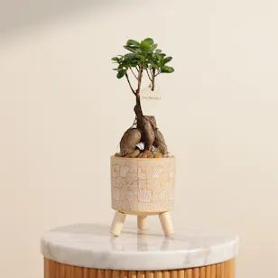 Magical Ficus Ginseng Plant