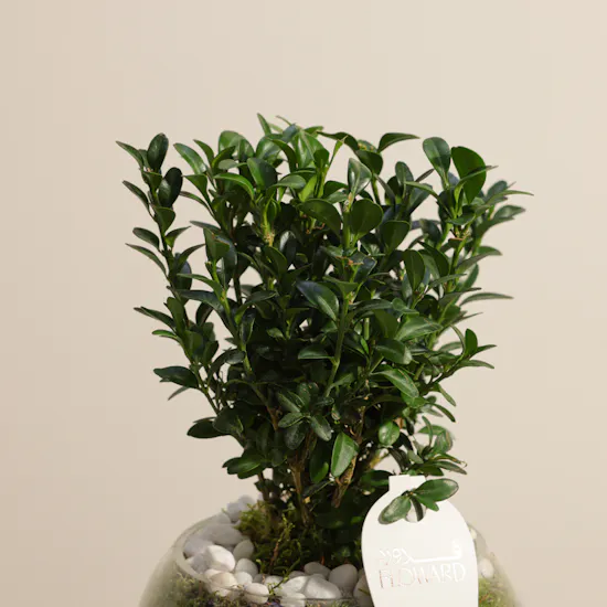 Buxus Sempervirens Plant | Glass Pot