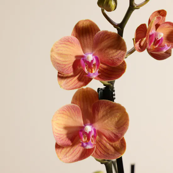 Orange Phalaenopsis Orchid Duet Plants