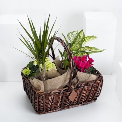 Create Your Plants Basket