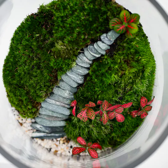 Little Vibrant Forest | Closed Terrarium