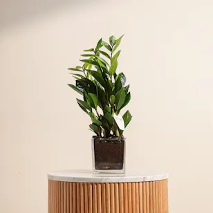 Zamia Plant | Square Glass Pot