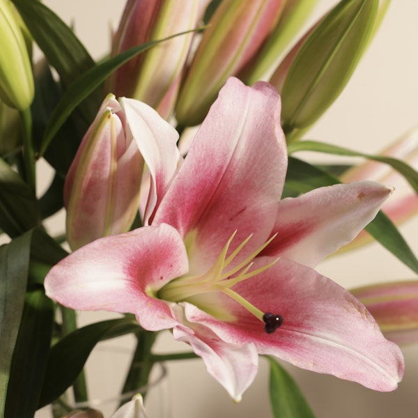 Pink Grace Lily Vase | 8 Flowers
