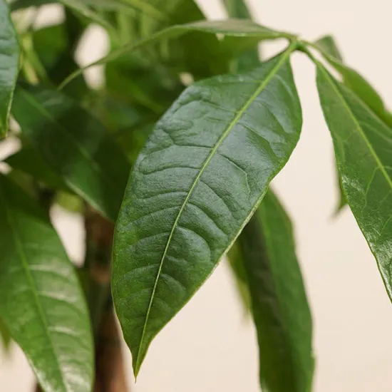 Money Tree Pachira Aquatica Plant