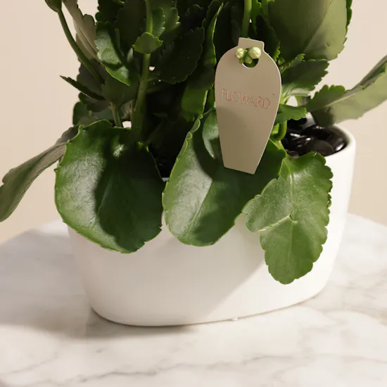 Charming Hajj White Kalanchoe Plant