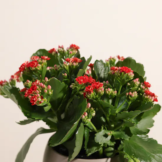 Red Lovely Kalanchoe