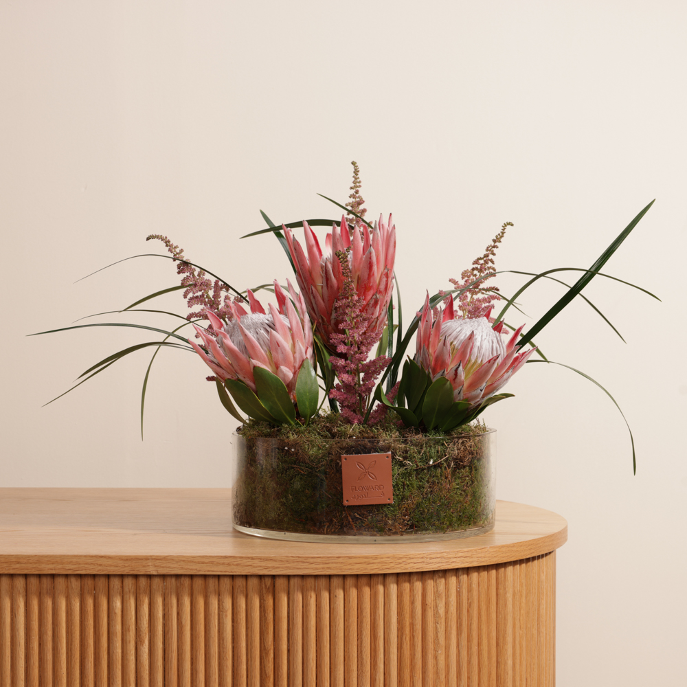 مزهرية البروتيا الوردية