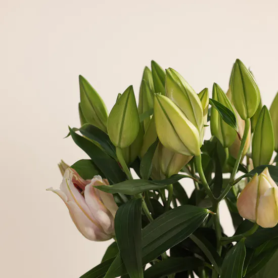 Dar Al Sabaek ¼ Gold Lera | Pink Grace Lily Vase